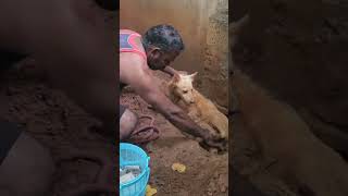 Rescue Dog amp puppies at JeshapetsNagercoilKanyakumari distTamilnadu📱9524136710🐶 [upl. by Marzi817]