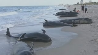 Whale pod beaches on Florida coastline [upl. by Lutero]