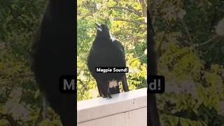 Magpie Sound magpie sound [upl. by Haleemak]