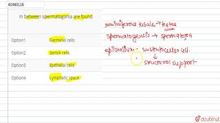 In between spermatogonia are found [upl. by Pascoe]