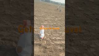 Gehun ki buvai farmer kisan farming kishani agriculture फसल kheti [upl. by Anerda734]