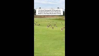 A Stampede Of Kangaroos Invaded A Golf Course In Australia And It’s The Most Australian Thing [upl. by Hcra246]