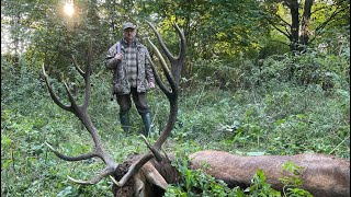 Der Hirsch von der Schneise wird erlegt [upl. by Bennion]