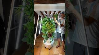 Aeroponic towers for homeuse can be set up indoors using LED grow lights verticalfarming kitchen [upl. by Raquel]