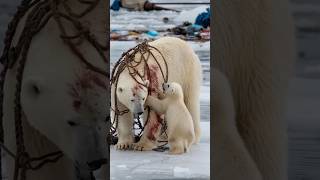 A heartfelt tale of sailors rescuing a severely injured mother polar bear trapped in a netpolarbear [upl. by Haze64]