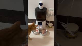 Automatic cat feeder for 2 cats [upl. by Teak]