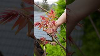 Chinese Toon Leaves Harvesting  Toona Sinensis Tree shorts ytshorts vegetables [upl. by Ojillib]