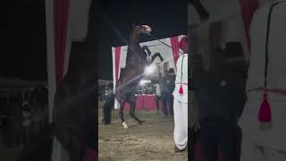 MEWAR MAVLI HORSE SHOW 2024 [upl. by Ainesey]