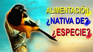 EL TURPIAL  Reseña Importante De Aves Eps 7 [upl. by Aidni]