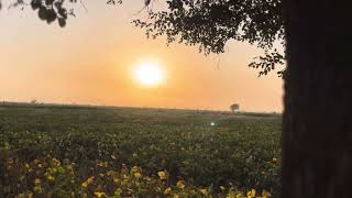 Sham ke time ka khet par mast seen😊 [upl. by Dniren456]