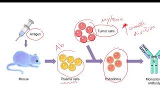 Monoclonal Antibodies [upl. by Rosenbaum]