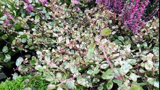 Muehlenbeckia complexa Pink Camouflage [upl. by Airdnek]