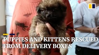 160 puppies and kittens rescued after being packed into boxes for delivery in China [upl. by Llehsal]