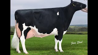 Reserve Champion at the Baileys Bawnmore Pepper Almeric VG88 Twizzle Susie Mist amp Sidekick Fame [upl. by Romine]