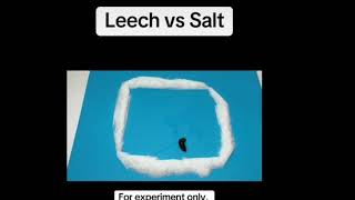 ￼Leech vs Salt [upl. by Shaina]