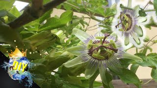 PASSIFLORE  BOUTURE DE FATSIA ET DE PRELES [upl. by Amelus]