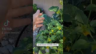 you need 2 Tomatillo plants [upl. by Anazus]