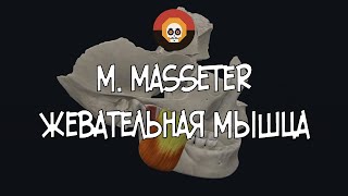 Жевательная мышца m masseter 3D Анатомия [upl. by Molly]