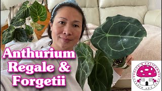 Plant Unboxing Anthurium Regale amp Forgetii [upl. by Lelith]