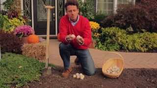 How to Plant Allium Bulbs [upl. by Baerman]