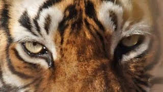 Documentaire Animaux Sauvages LE TIGRE DE SIBÉRIE HD [upl. by Einahc]