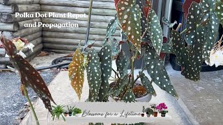 Begonia Maculata polka dot plant repot and propagation 🌿  update on how its going [upl. by Madid]