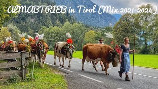 🇦🇹Almabtrieb in Tirol 20212024 🐮🐄❤️Zillertal Alpbachtal [upl. by Budde]