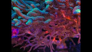 Is My Coral Dying Signs and Solutions [upl. by Honor]