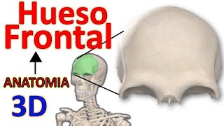 Hueso Frontal  Anatomia Caras Bordes Accidentes Anatómicos FÁCIL [upl. by Fredette]