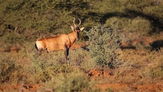 5 Incredible Hartebeest Fun Facts You Need to Know [upl. by Irdua]