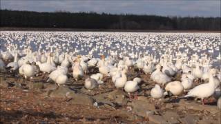 Les oies blanches à Victoriaville [upl. by Anirda]