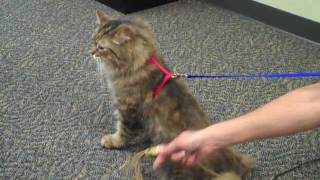 How to Walk Your Cat on a Leash [upl. by Anilosi]