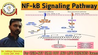 NFkB Signaling PathwayInflammatory Signaling Pathway by Dr Aditya Sharma CSIRJRF PHD [upl. by Lenna]