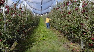 Cea mai frumoasă livadă  Ghinda județul Bistrița Năsăud [upl. by Enelam]