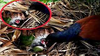 Greater coucal Bird brings baby caterpillars to the nestbird baby [upl. by Sutit]