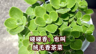 碰碰香：特别耐热，繁殖力超快 Plectranthus tomentosa：Highly heattolerant and reproduces at a rapid pace [upl. by Nugent759]