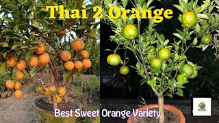 Thai 2 Orange Best Sweet Orange Variety Full Information in this Video “ The Bengal Nursery “ [upl. by Landsman]