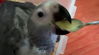 Hand feeding with spoon baby African grey [upl. by Blinni698]