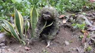 Three Toed Sloth Video  Crawling and Climbing [upl. by Shannon]