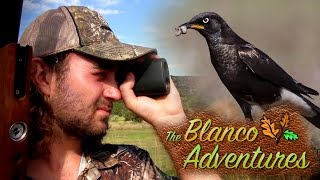 Starling Pest Control with the TDR  The Blanco Adventures  Episode 2 [upl. by Francie]