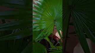 Livistona chinensis tropical plant Indoor decorating ideas trendingytshort school gardening [upl. by Tahpos]