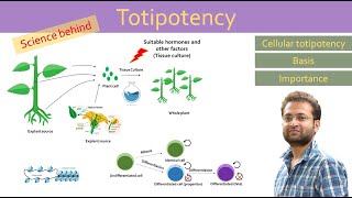 Totipotency cellular totipotency Differentiation Dedifferentiation Redifferentiation [upl. by Mcbride]