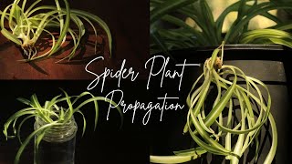 19 How to Propagate Spider Plant in Water  Propagate Spider Plant Cutting  Relaxing Silent Vlog [upl. by Ennairac]