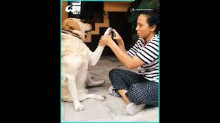 Dramatic Labrador Dog Pretends To Faint To Avoid Nail Clipping [upl. by Myra527]