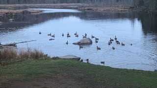 Geese Stopping in for Breakfast 🪿🪿🪿 [upl. by Armat509]