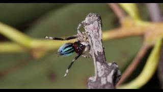 4k peacock spider compilation [upl. by Grady346]