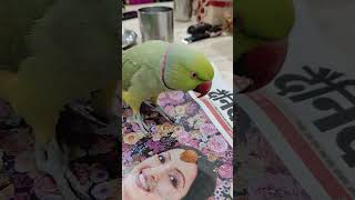 kachcha badam premi mithu 🦜 [upl. by Eseenaj]