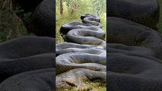 Largest Snake Of All Time 😱 [upl. by Brubaker720]