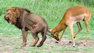 Impala Herd Powerful of Horrible Horns Causing The Lions To Panic After Take Down It To Save Baby [upl. by Anirtik503]