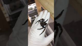 GIANT SPIDER  Heteropoda lunula [upl. by Sibie]